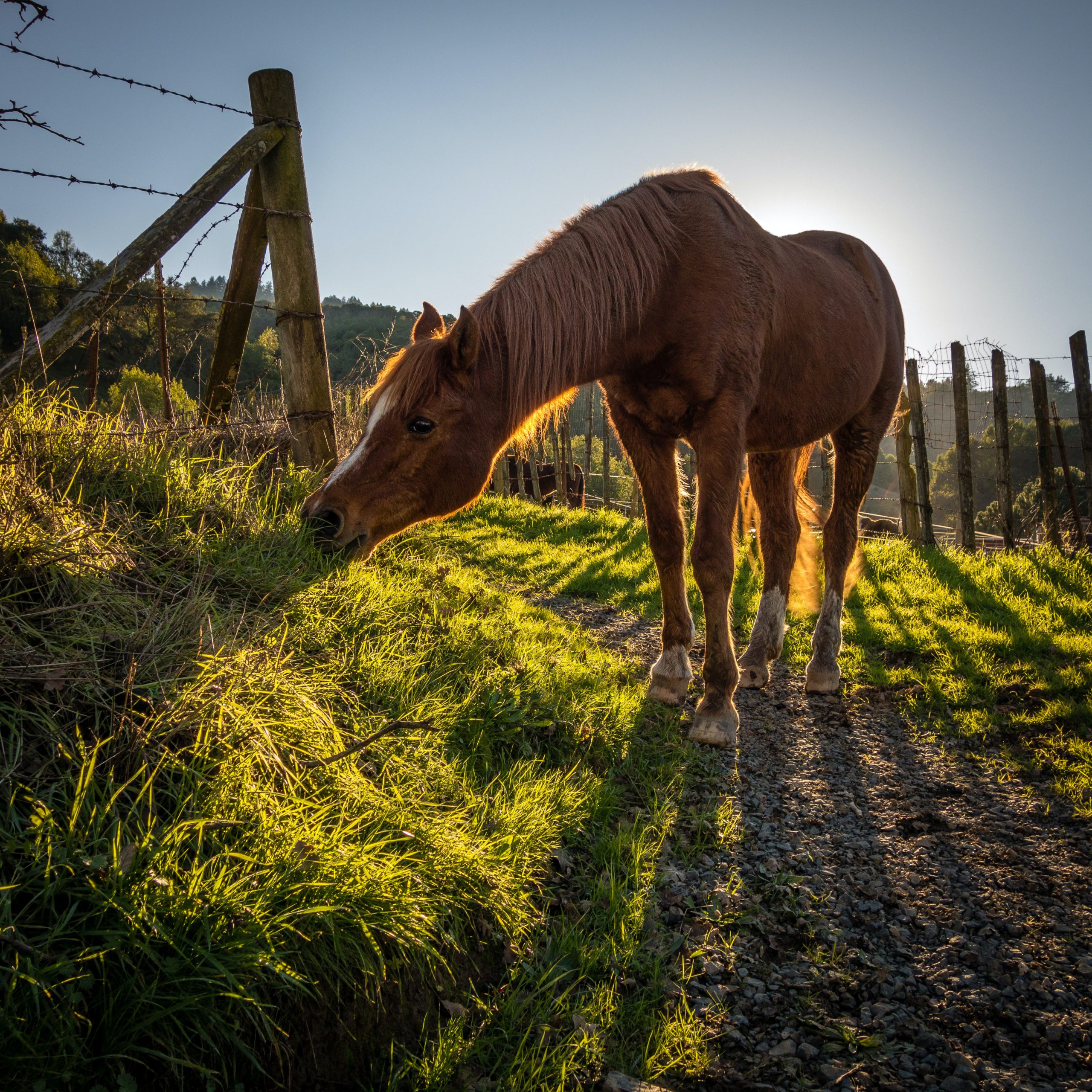 Letselschade kind door trap paard (niet bezitter paard, maar moeder kind moet schade vergoeden)