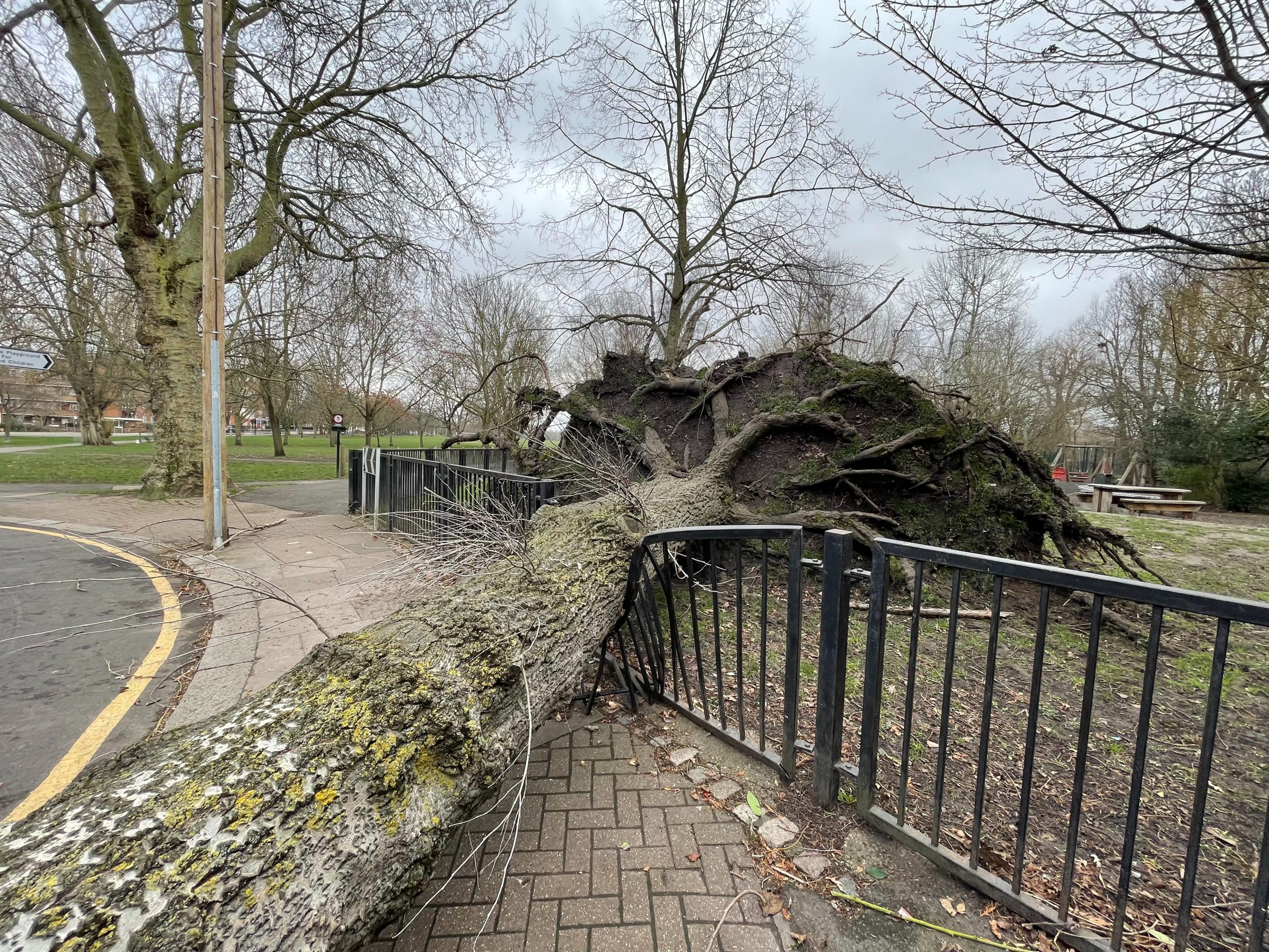Een foto van een omgevallen en ontwortelde boom bij een juridisch artikel over stormschade en verzekering.